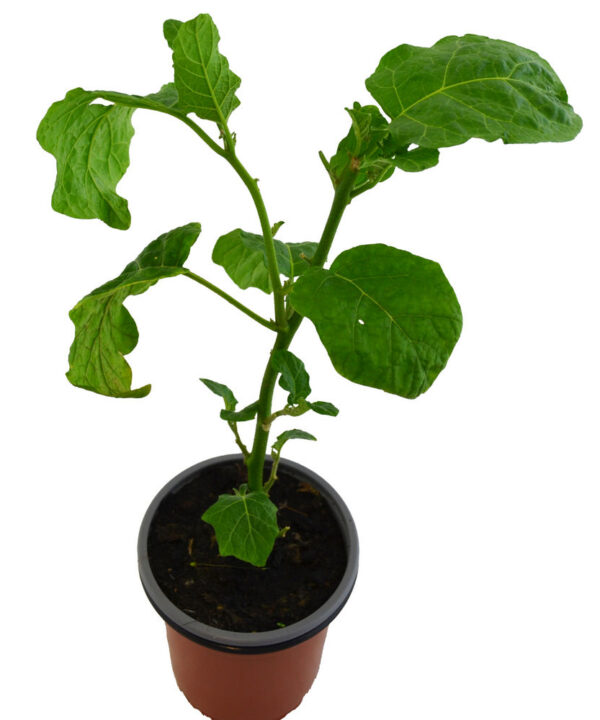 Tomate de los caníbales