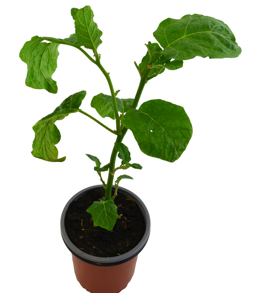 Tomate de los caníbales