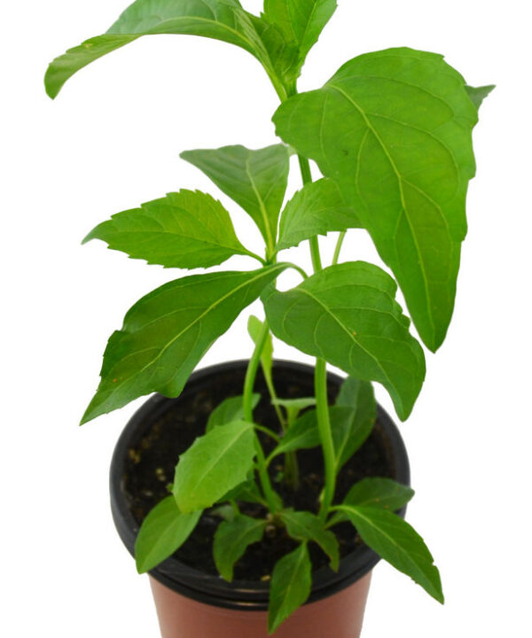 Albahaca pimiento verde