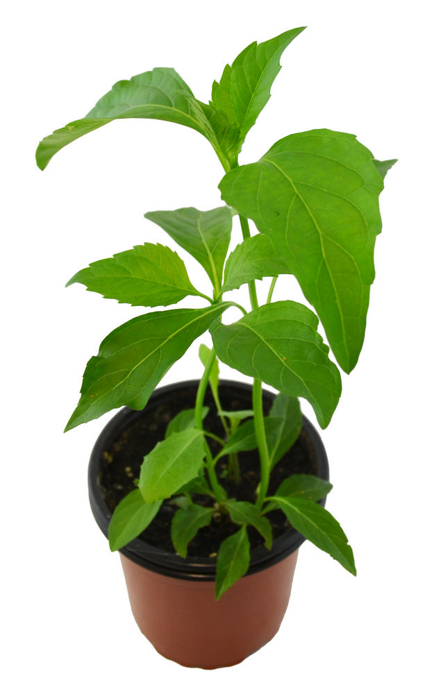 Albahaca pimiento verde