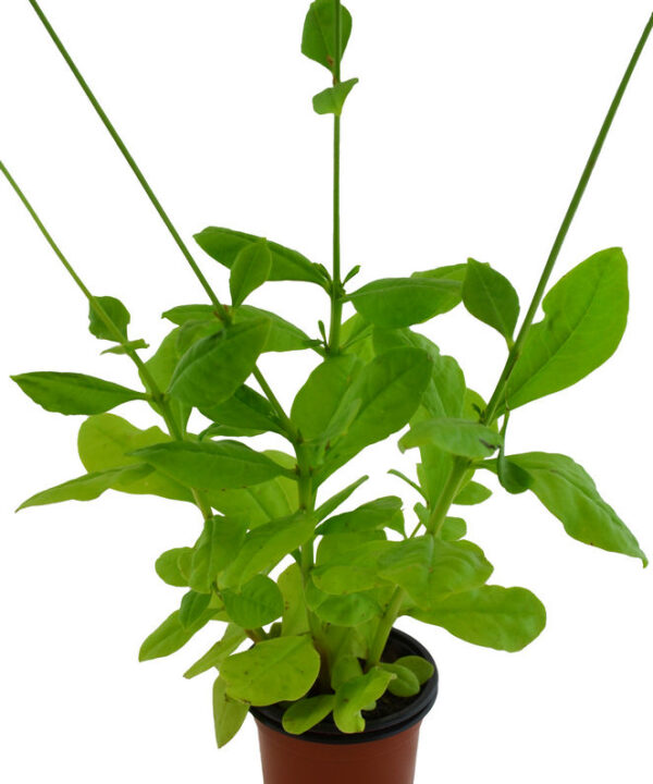 Espinaca de Filipinas
