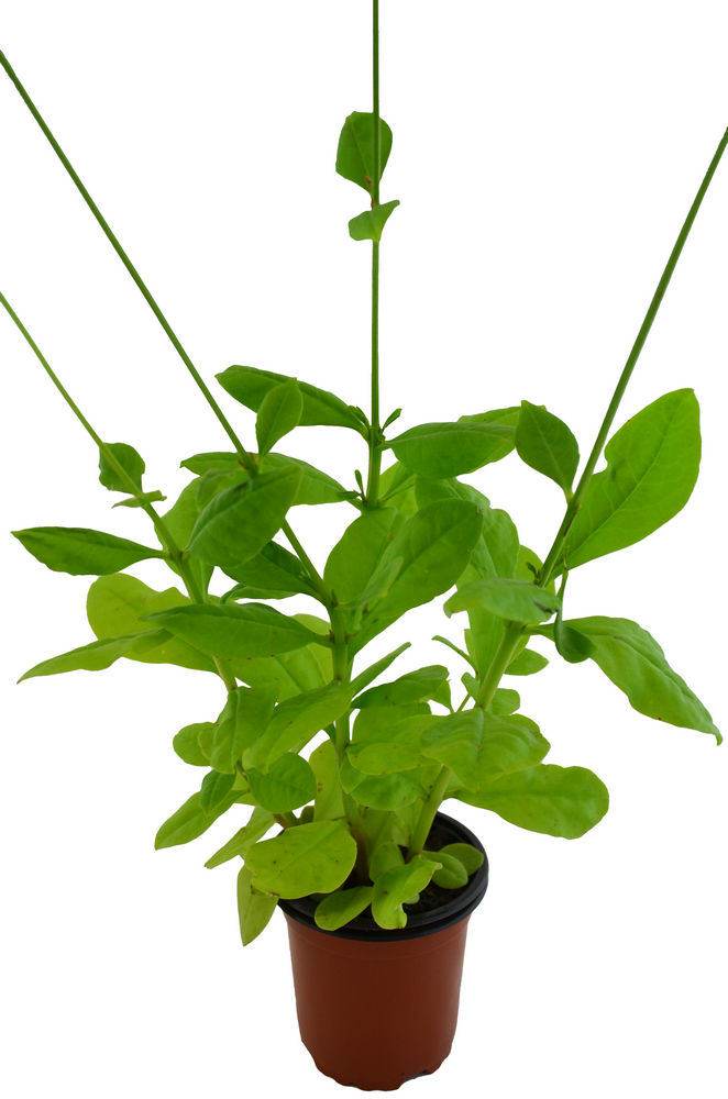 Espinaca de Filipinas