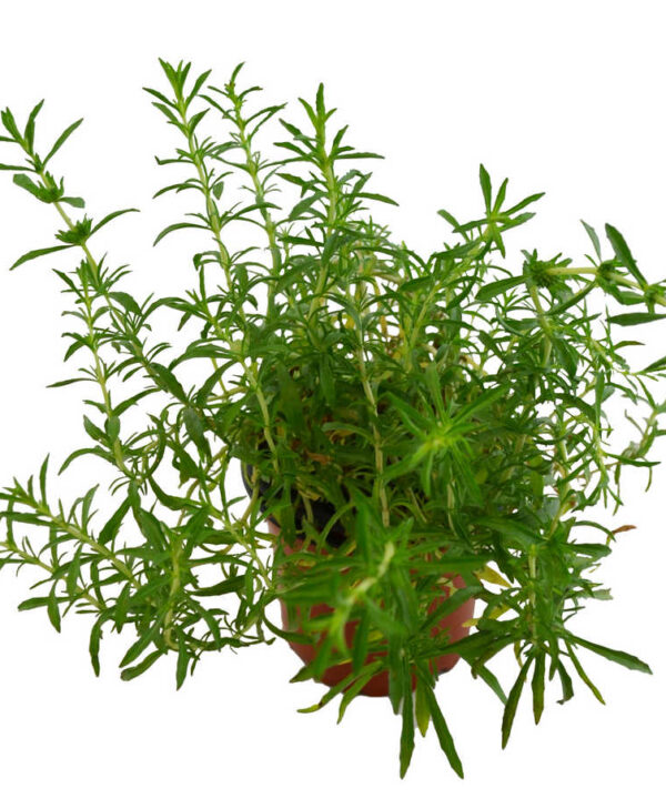 Menta poleo hoja estrecha