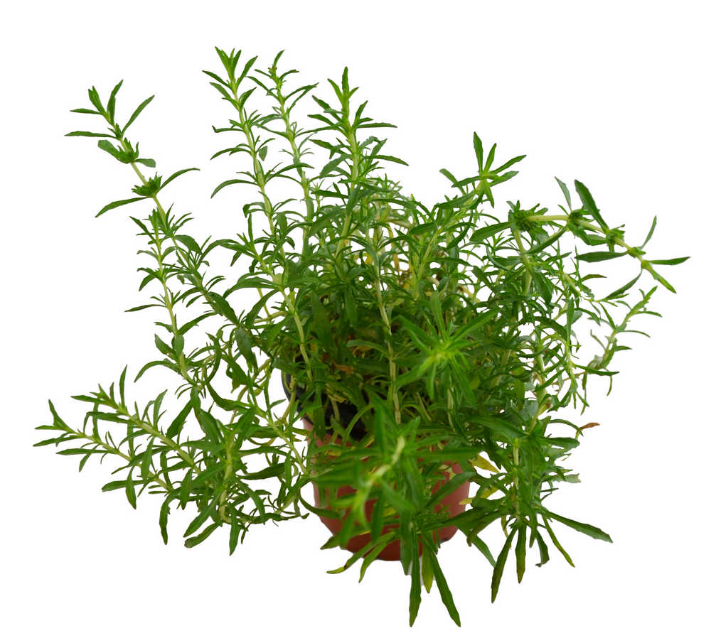 Menta poleo hoja estrecha
