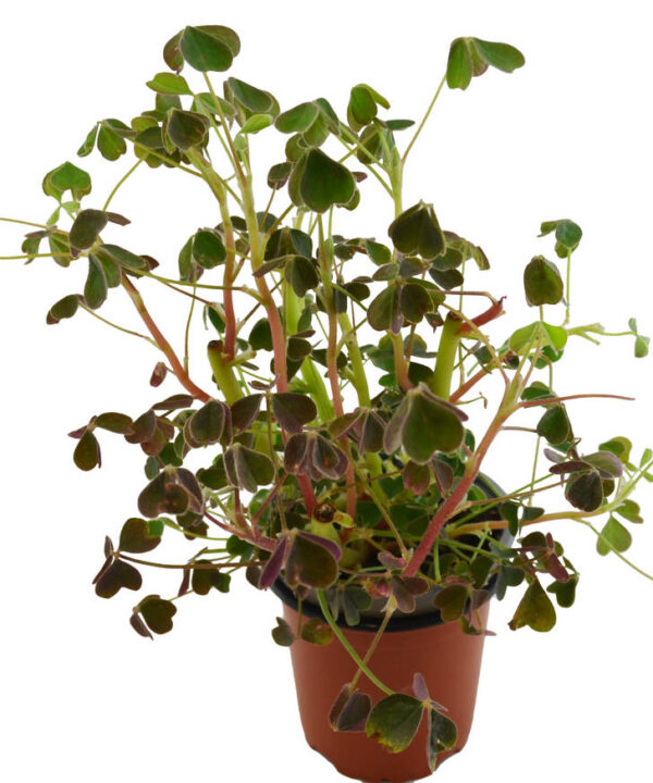 Oca, mini tubérculo comestible de Perú
