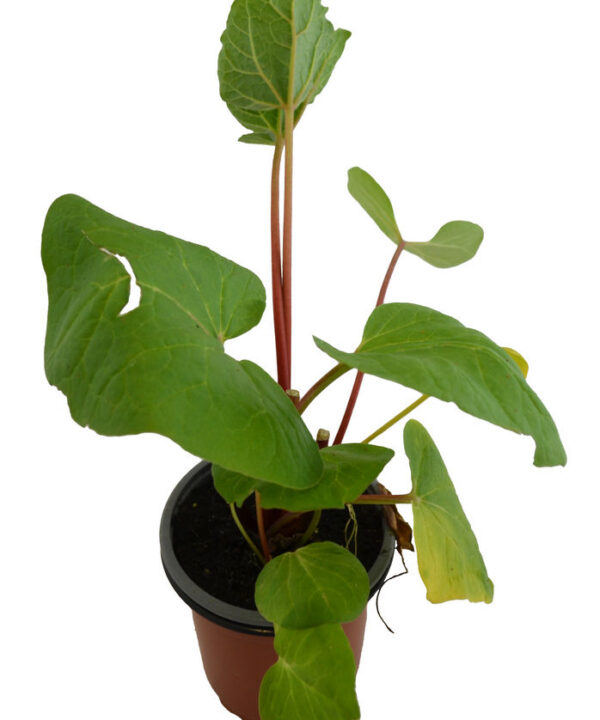 Ruibarbo chino