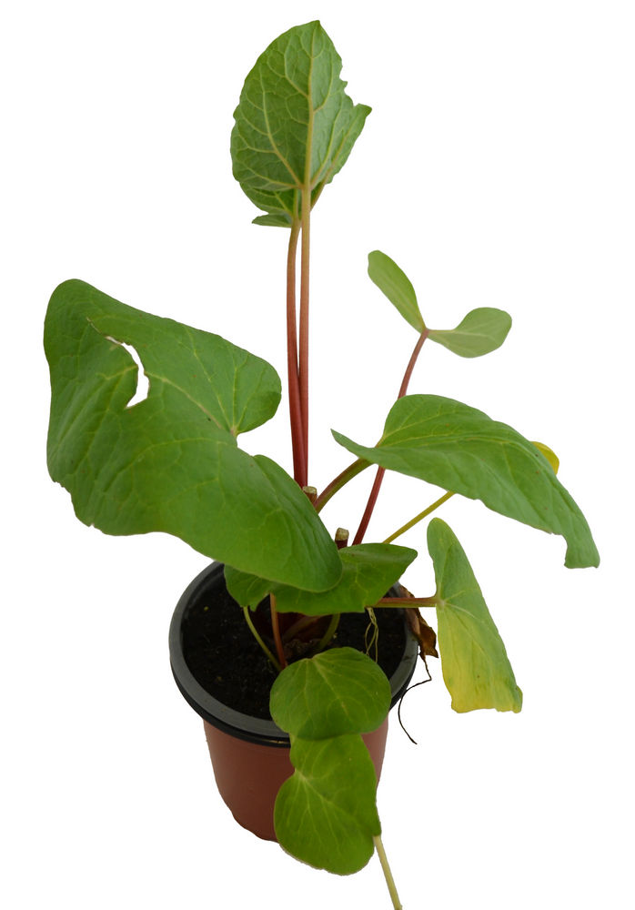 Ruibarbo chino