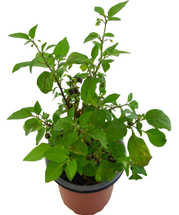 Tomatillo del diablo