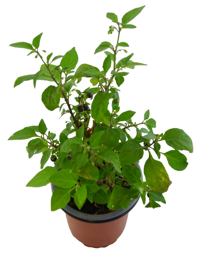 Tomatillo del diablo