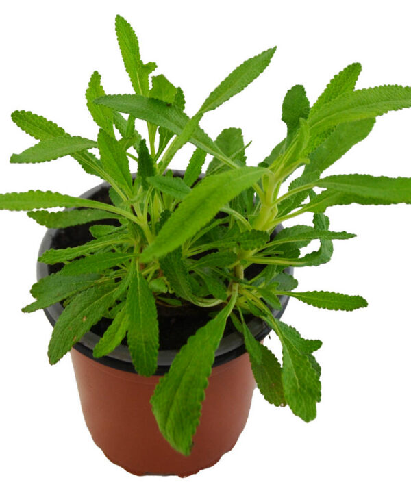 Salvia negra