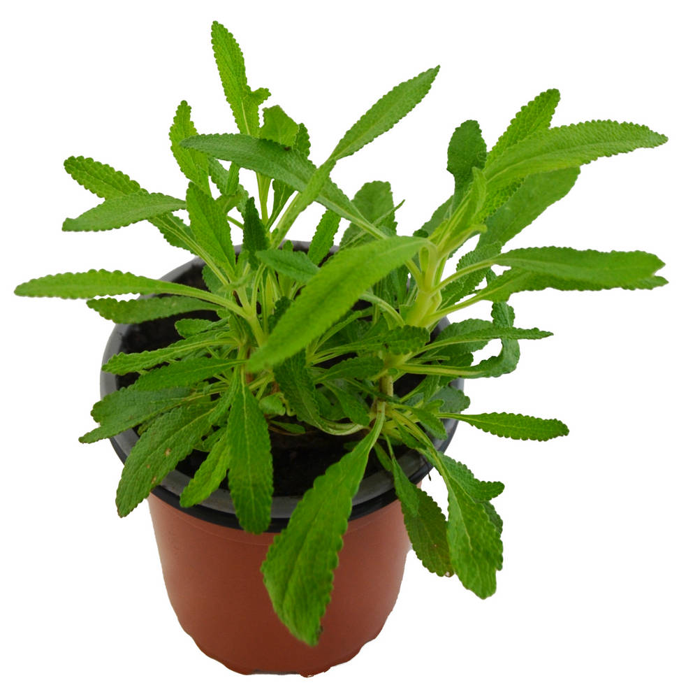 Salvia negra