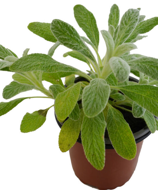 Té de montaña griego