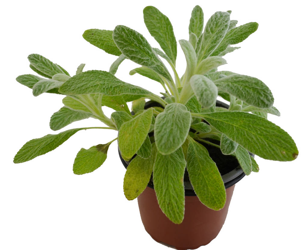 Té de montaña griego