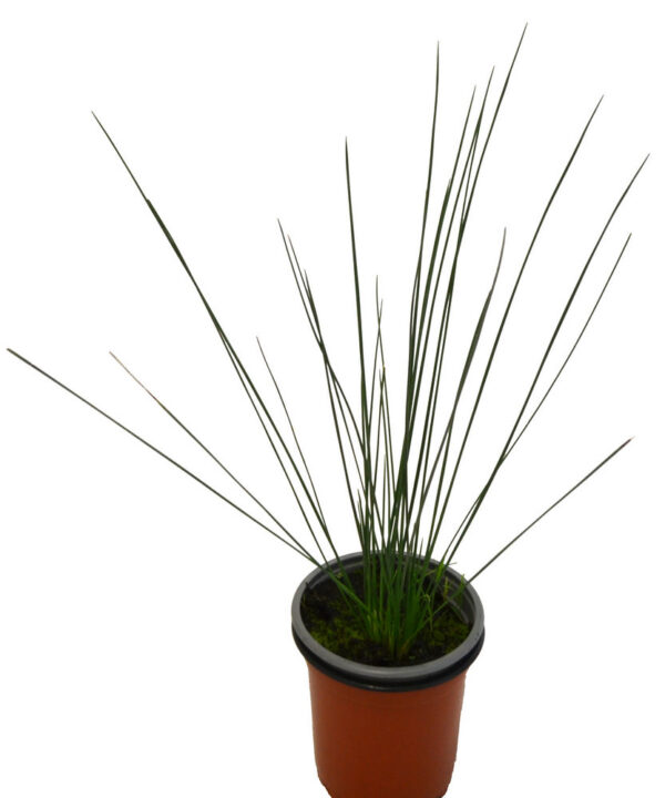Junco pencil grass