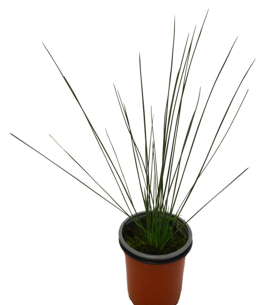Junco pencil grass