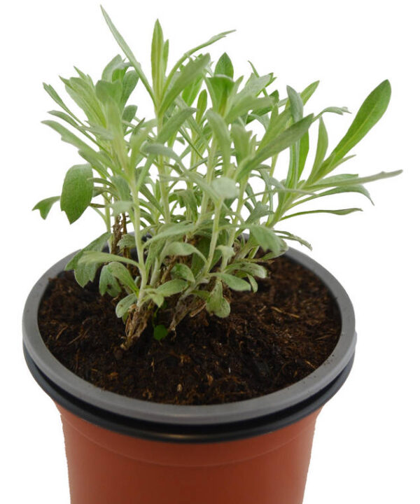Artemisia ludoviciana