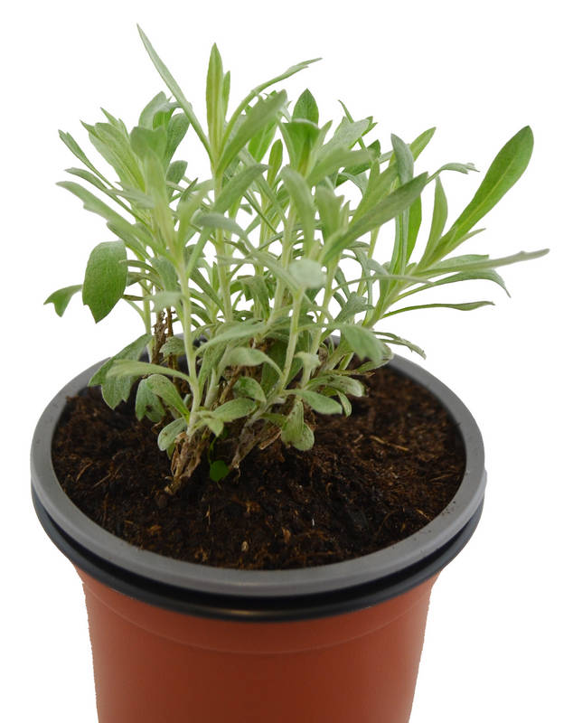 Artemisia ludoviciana