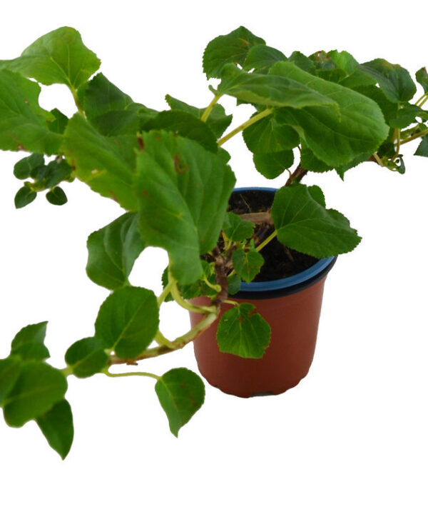 Hortensia trepadora