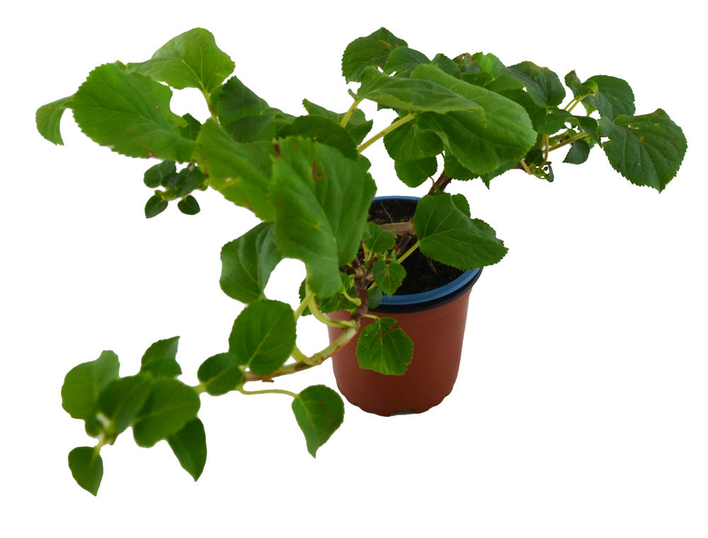 Hortensia trepadora
