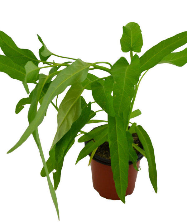 Espinaca de agua kang kong