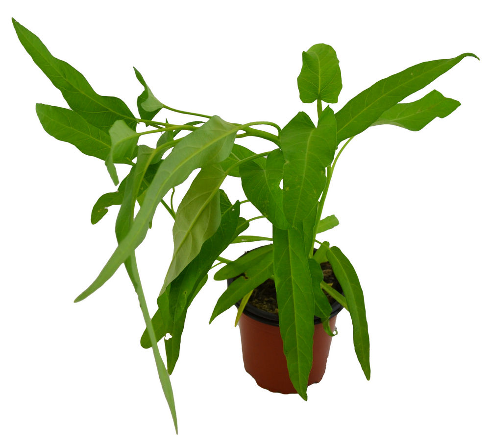 Espinaca de agua kang kong