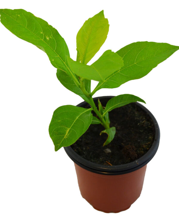 Baobab