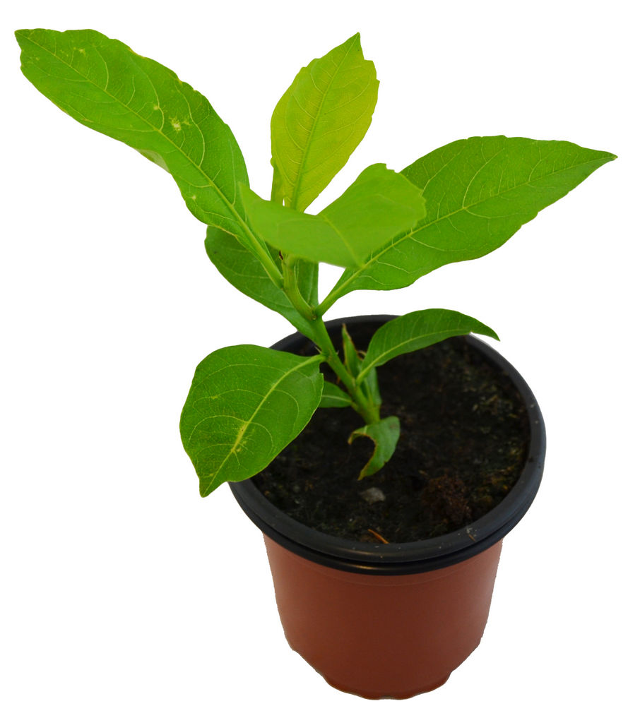 Baobab