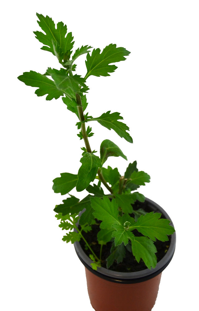 Té de crisantemo chino