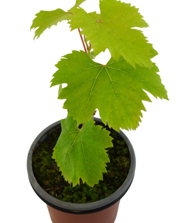 Uva moscatel var. tradicional