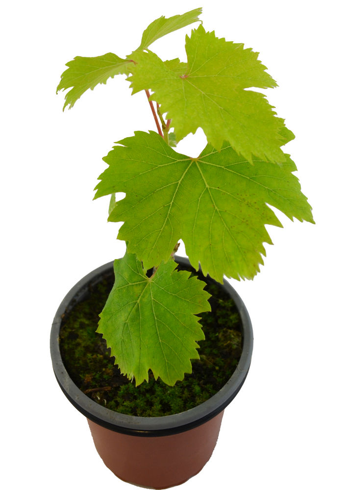 Uva moscatel var. tradicional