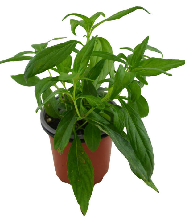 Andrographis