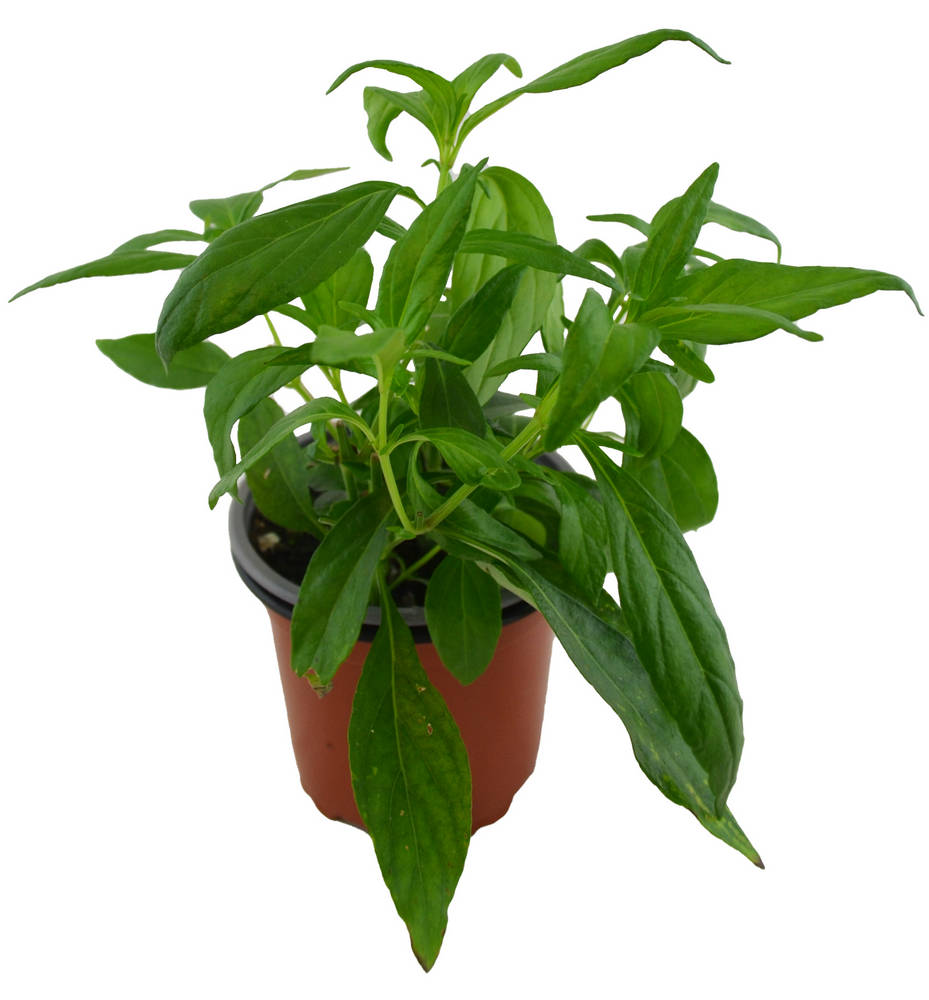 Andrographis