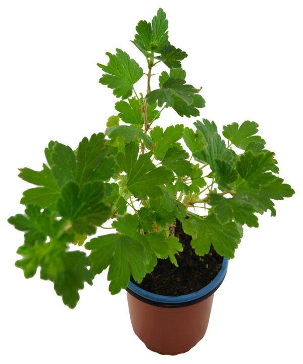 Grosella uva espina verde