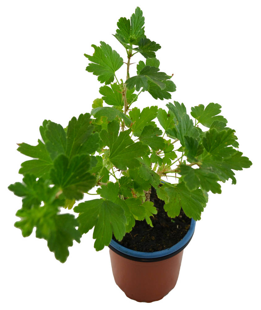 Grosella uva espina verde