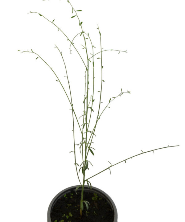 Retama blanca