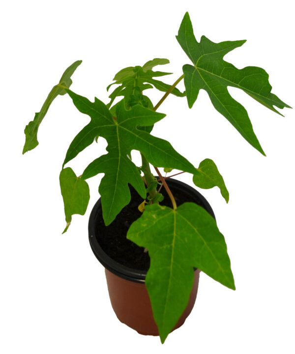 Papaya