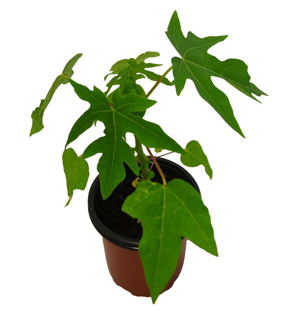Papaya