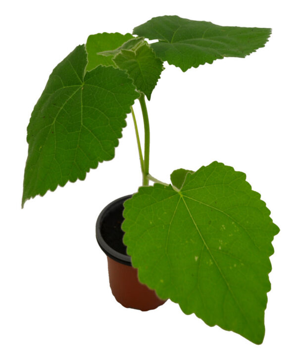 Paulonia fortunei