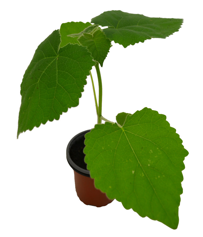 Paulonia fortunei