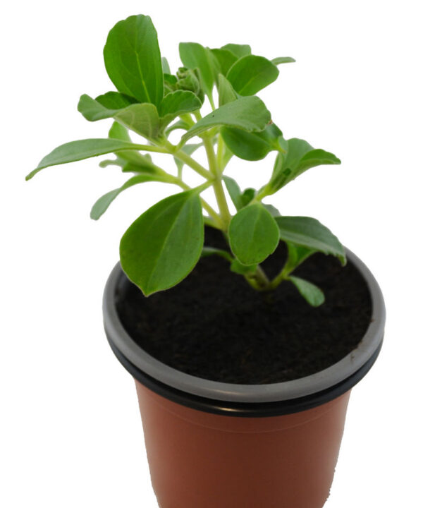 Planta anti gatos y perros verde