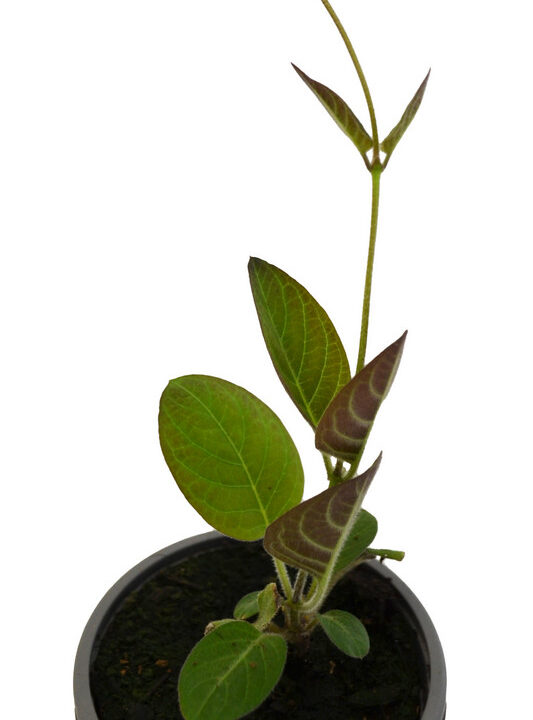 Planta del queso