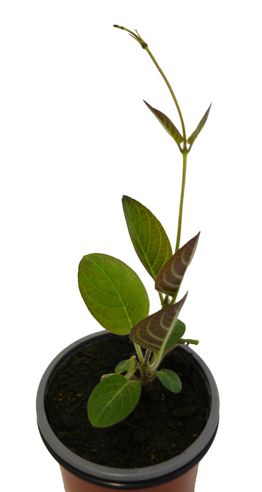 Planta del queso