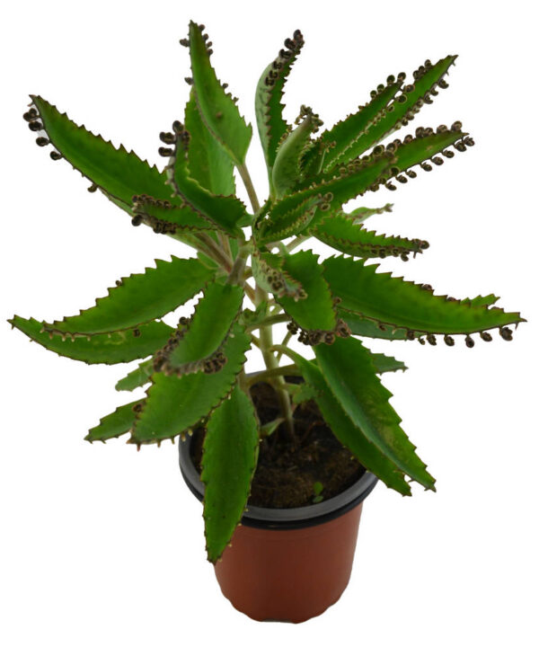 Kalanchoe Daigrem. Delagoensis
