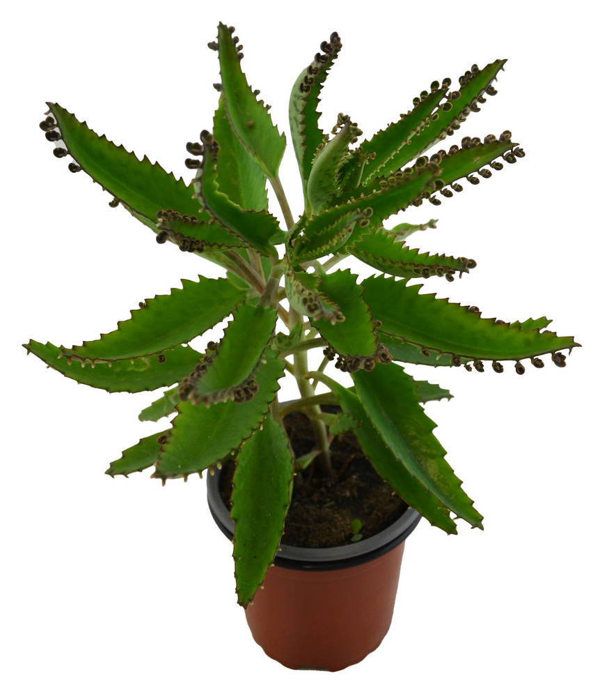 Kalanchoe Daigrem. Delagoensis