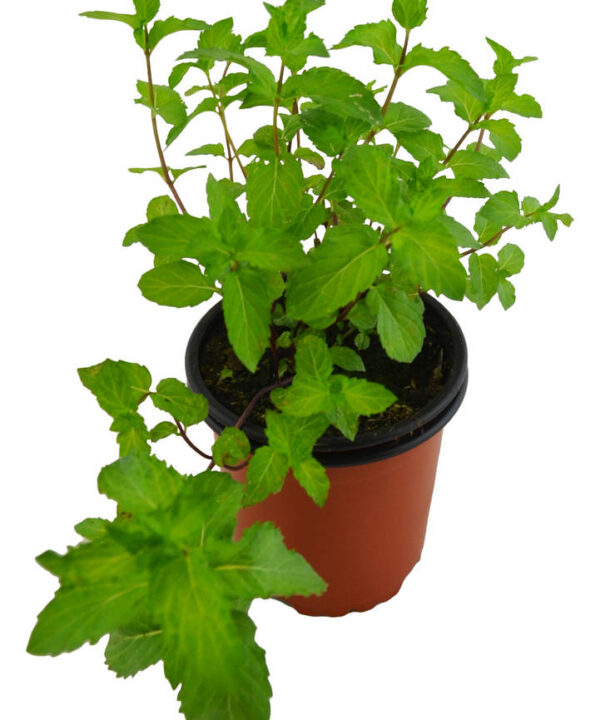 Menta turca