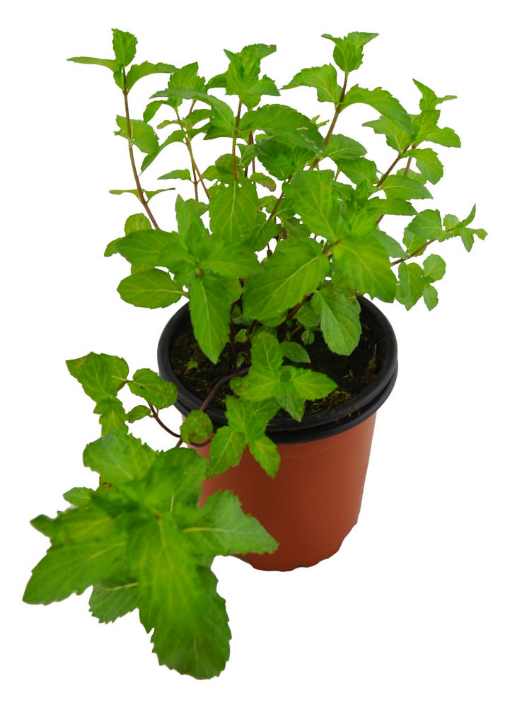 Menta turca