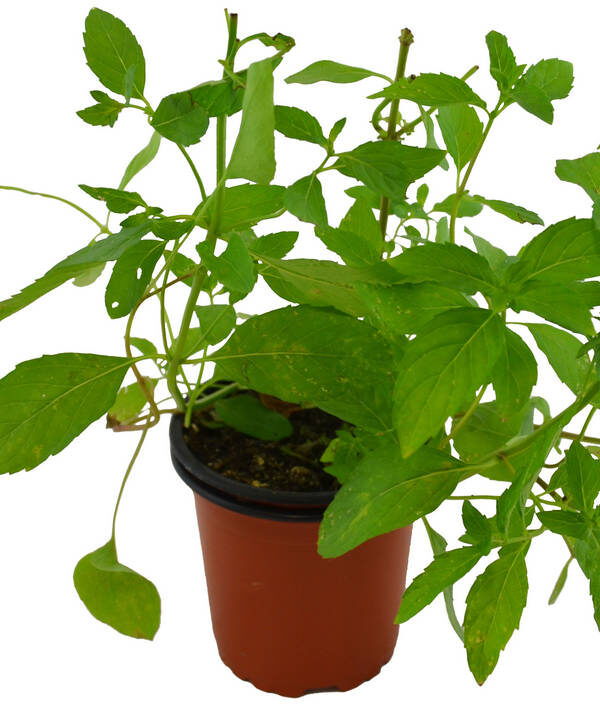 Menta japonesa