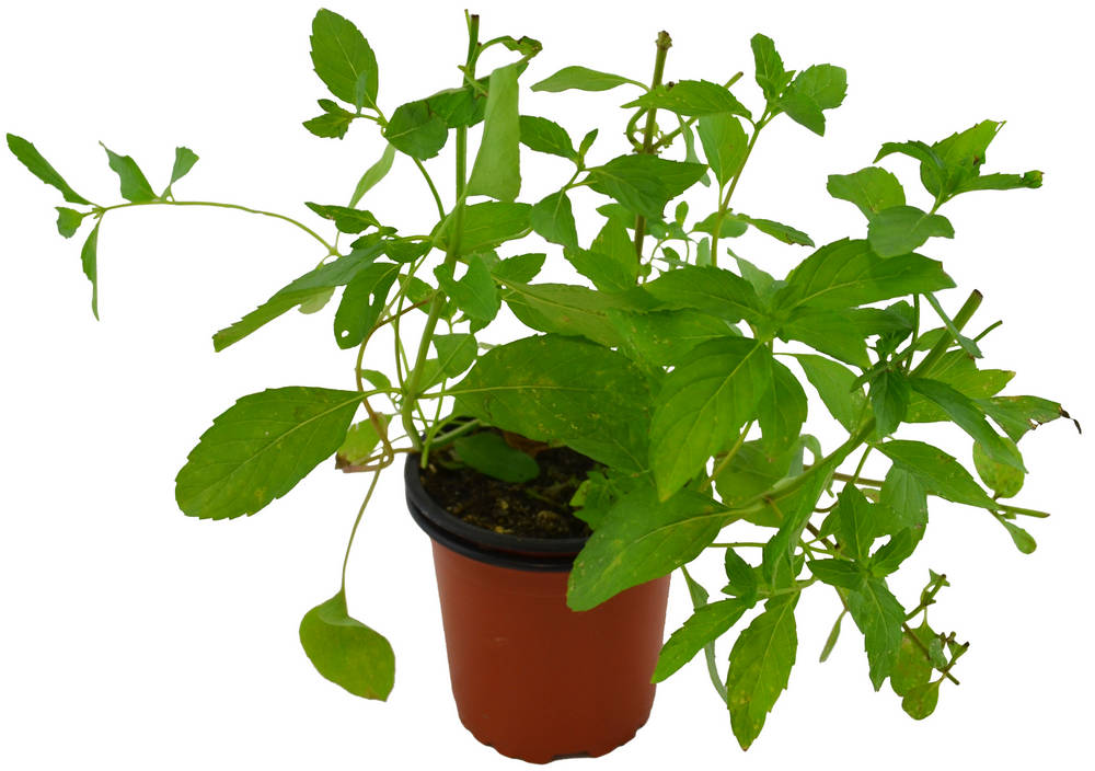 Menta japonesa
