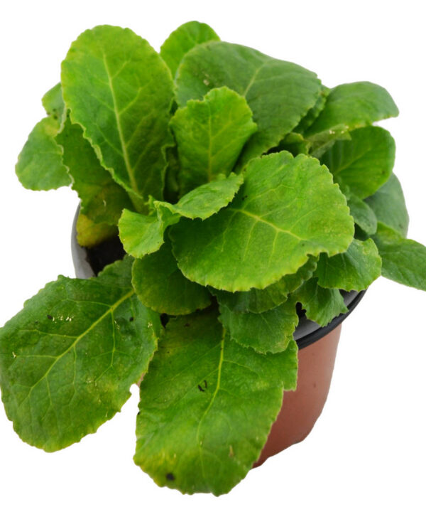 Prímula vulgaris