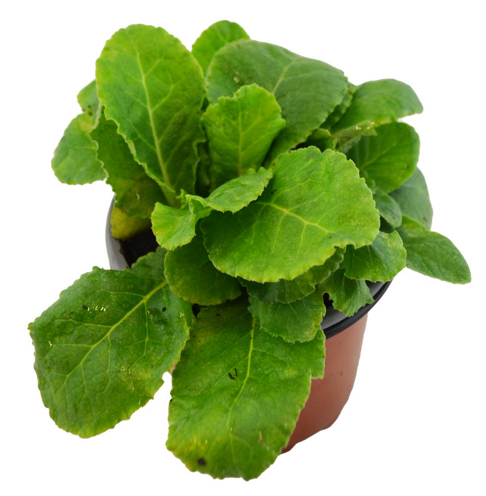 Prímula vulgaris